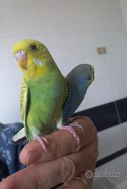 Coppie di cocorite affiatate e particolari