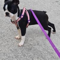 Boston Terrier