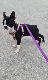 Boston Terrier