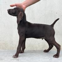 Cucciolo di bracco tedesco