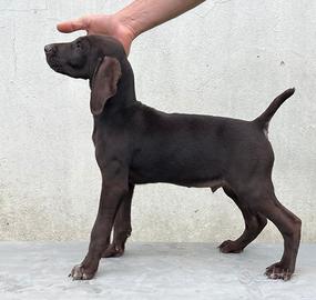 Cucciolo di bracco tedesco