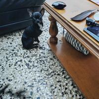 Zase chihuahua mini Toy con pedigree