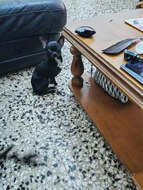 Zase chihuahua mini Toy con pedigree