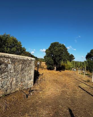 Terreno 6000mq vicino a Gonnosfanadiga