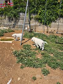 Cuccioli pastore maremmano