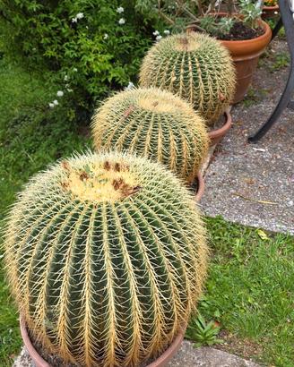 Pianta grassa