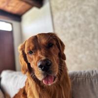 Golden retriever maschio per accoppiamento