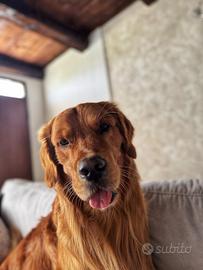 Golden retriever maschio per accoppiamento