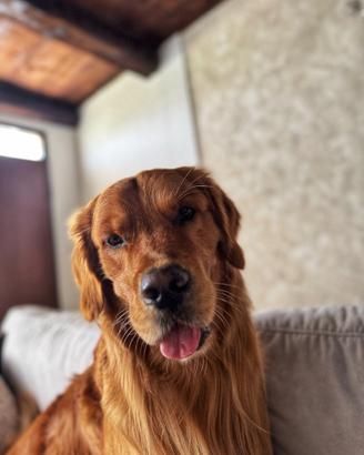 Golden retriever maschio per accoppiamento