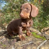Bassotto tedesco kaninchen. Nano