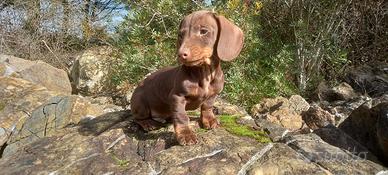 Bassotto tedesco kaninchen. Nano