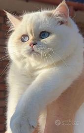 Scottish Fold straight pedigree sterilizzato
