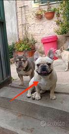 Bulldog Francesce 