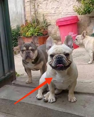 Bulldog Francesce 