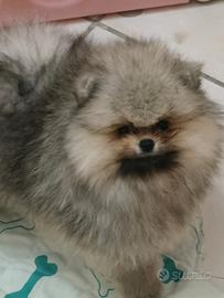Spitz nano di pomerania
