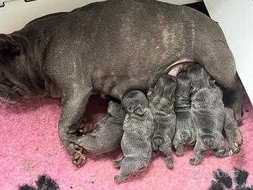 Bulldog francesi Blu