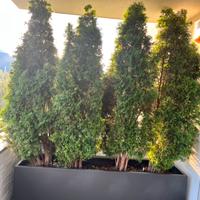 Thuja piante 210cm