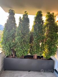 Thuja piante 210cm