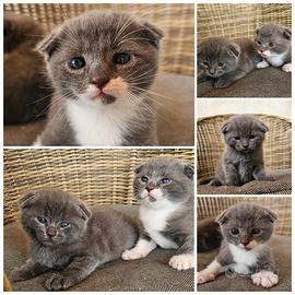 Gattini scottish fold blu e bianchi