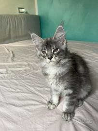 Maine coon kitten