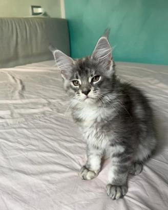 Maine coon kitten