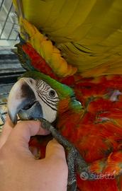 Baby Ara Arlecchino pet