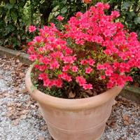 vasi in coccio senesi 