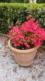 vasi in coccio senesi 