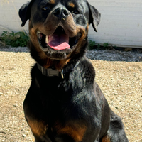 Cane Rottweiler