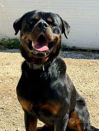 Cane Rottweiler