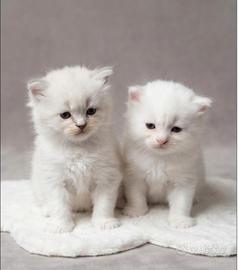 Gattini Ragdoll/persiano normotipico