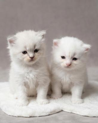 Gattini Ragdoll/persiano normotipico