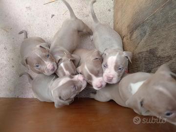 American Pitbull silver