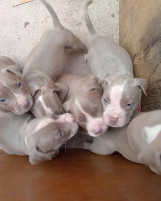 American Pitbull silver