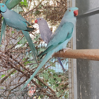 Coppia collari blu 2023