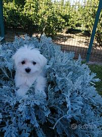 Cucciolo maltese