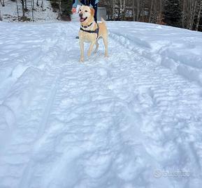 Labrador per monta