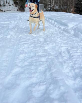 Labrador per monta