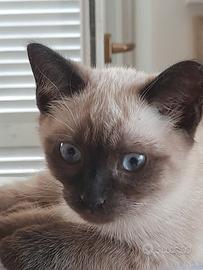 Gattino Siamese