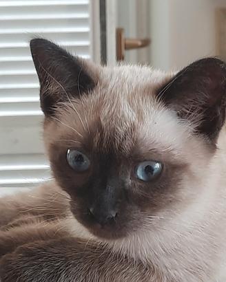 Gattino Siamese