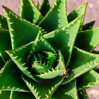 Piante ALOE da trapianto