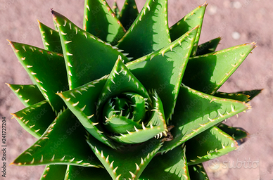 Piante ALOE da trapianto