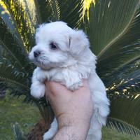 Cuccioli di maltese mini