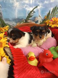 Cuccioli Tricolore Yorkshire Biewer Terrier Maschi