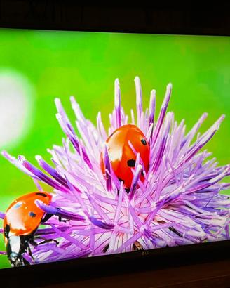 📺 LG43UJ630V – SmartTV4K43”+Amazon 4K