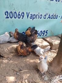 galline barbute d'anversa 