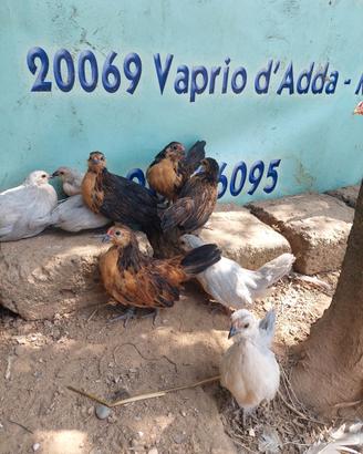 galline barbute d'anversa 