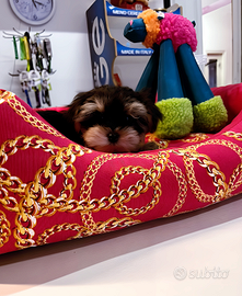 Cuccioli di taglia piccolissima ANCHE 24 RATE