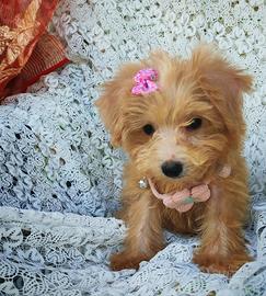 Maltipoo cucciola