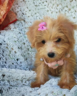 Maltipoo cucciola